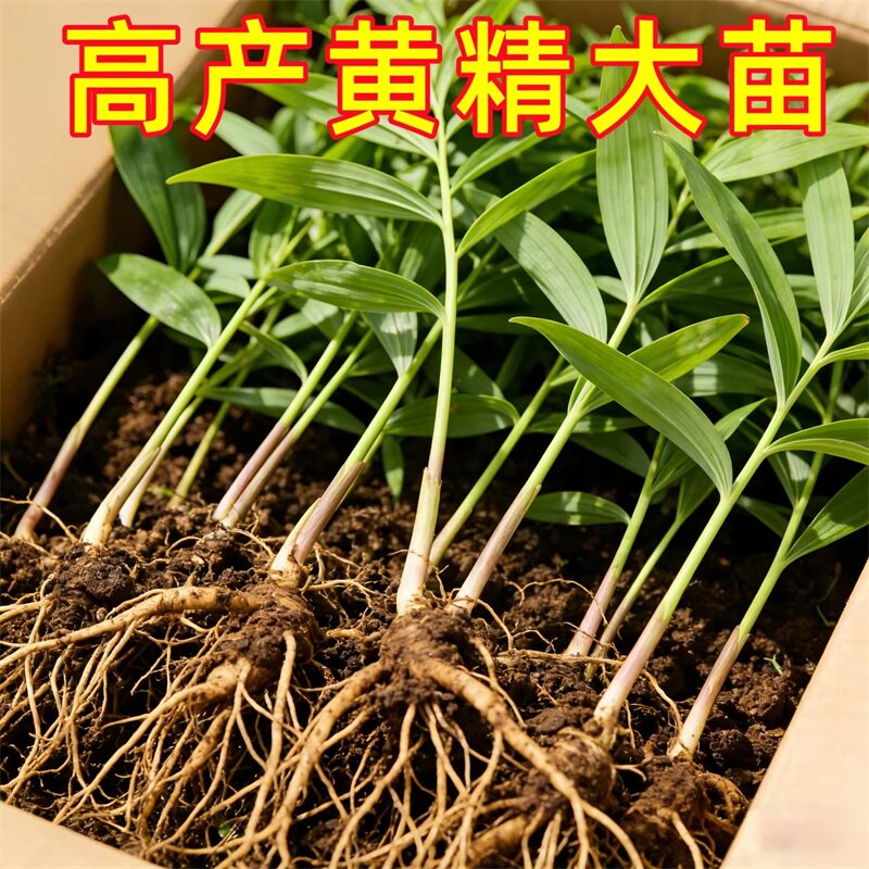 黄精种植苗姜型四川多花不倒苗甜黄精老虎姜种苗中药材新鲜滇黄精