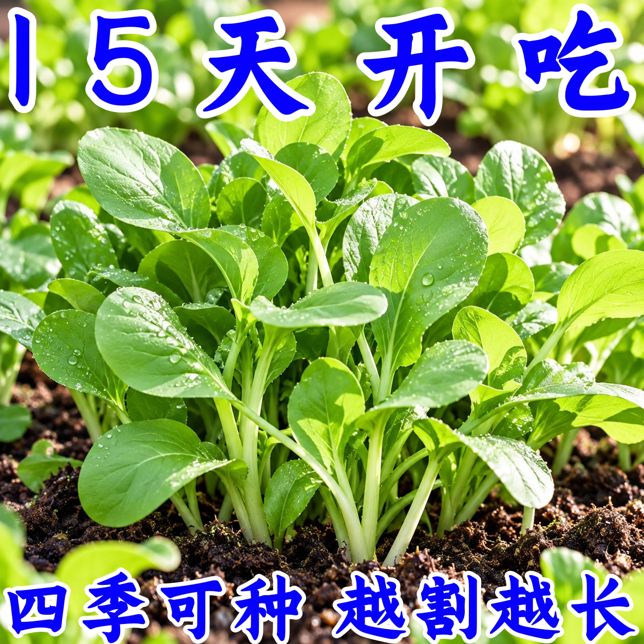 四季小白菜青菜油菜种子