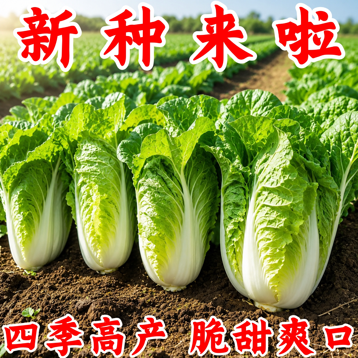 耐热四季阳快菜大白菜种子秋播