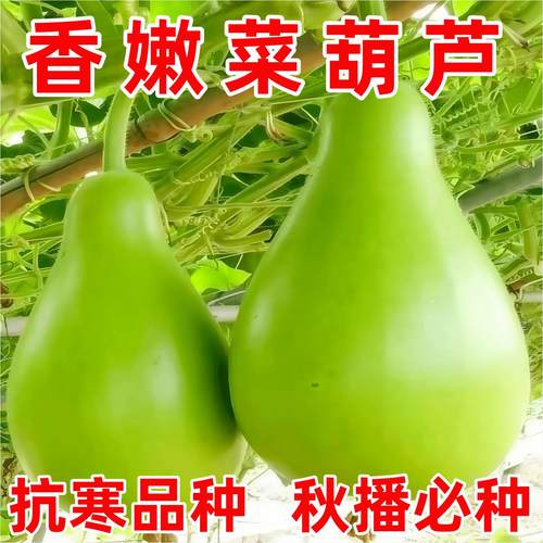 菜葫芦种子四季庭院易种爬藤葫芦春夏秋种植大瓢食用葫芦瓜种籽