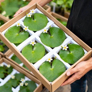 一叶莲碗莲水培植物室内四季常青花卉多年生净化水质除甲醛水莲花