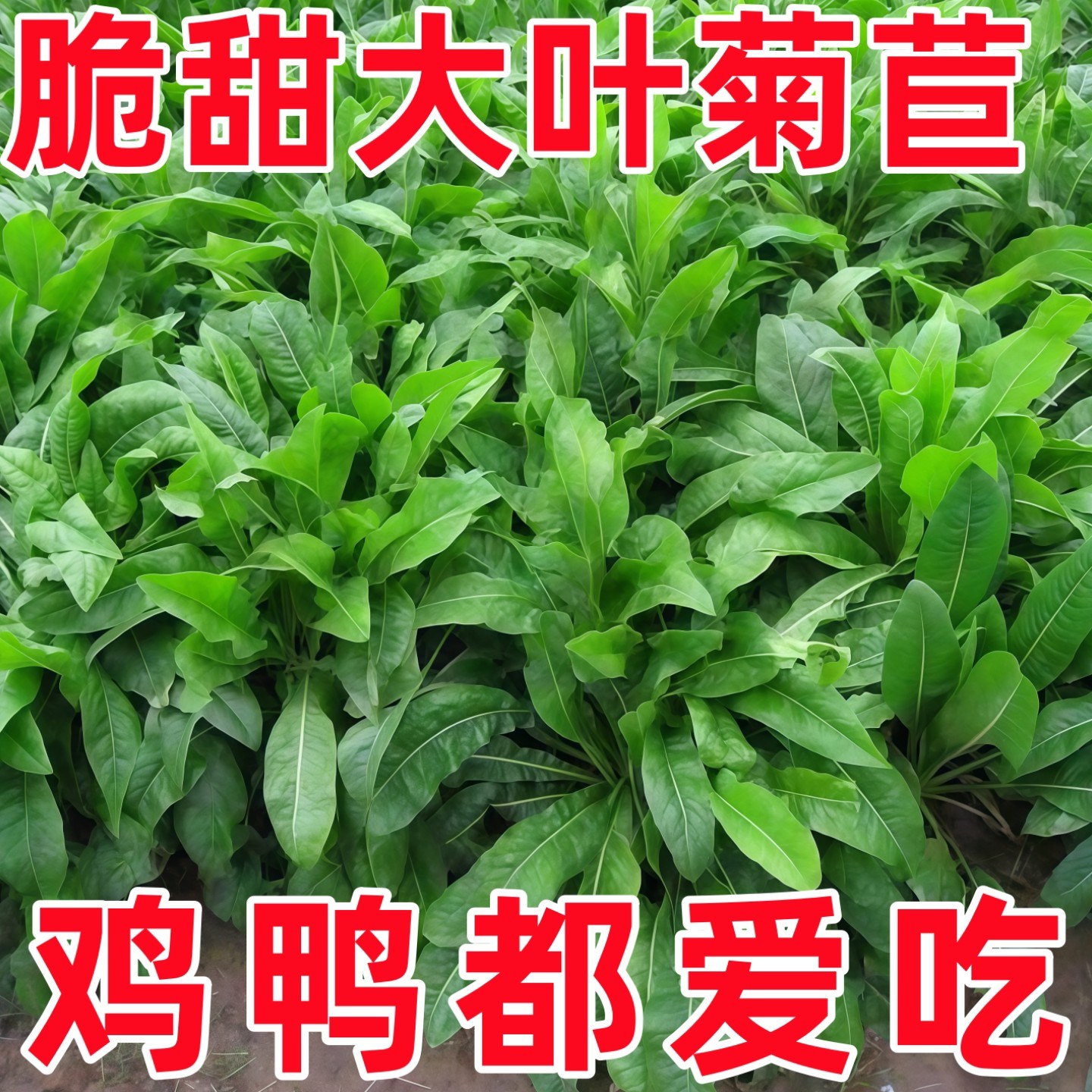 大叶菊苣多年生牧草种子四季可播