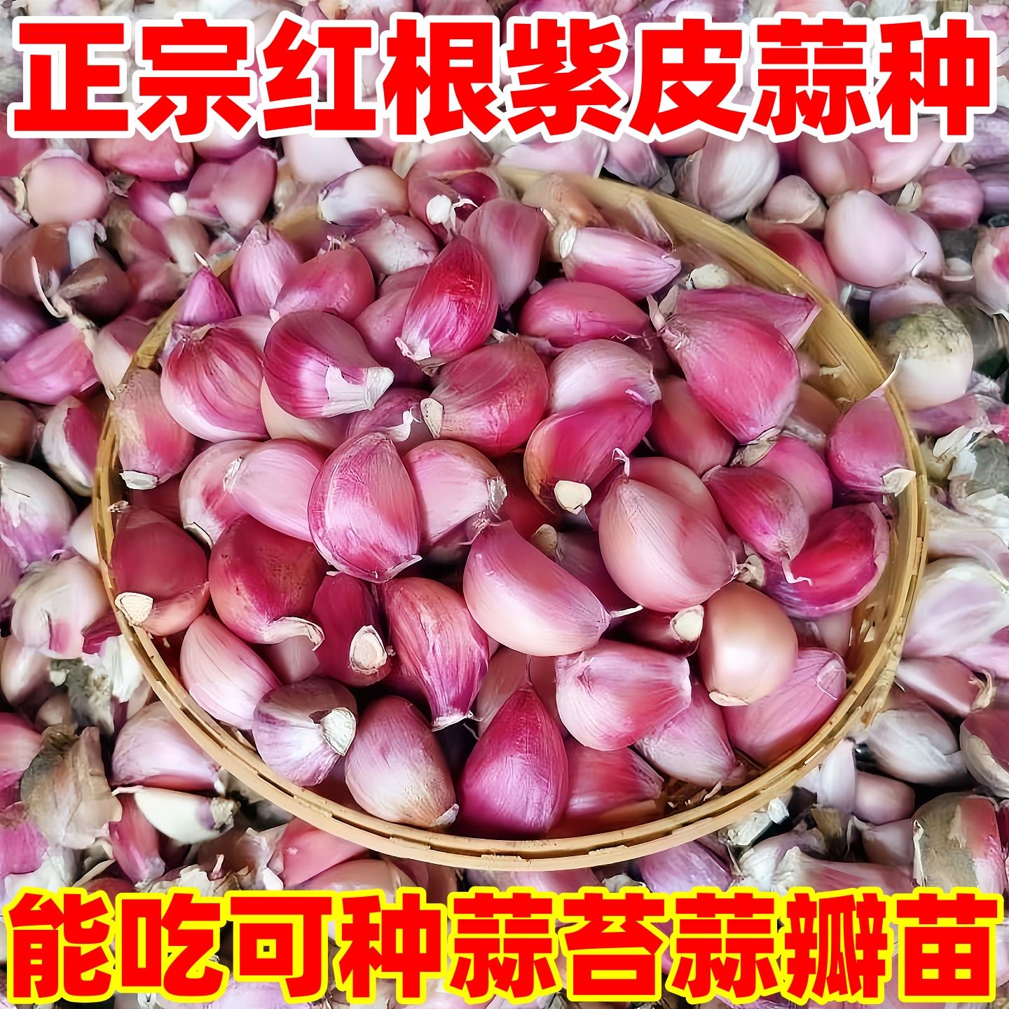 正宗红根紫皮大蒜种子宽叶大蒜头蒜瓣蒜苗种籽子阳台盆栽蔬菜种孑