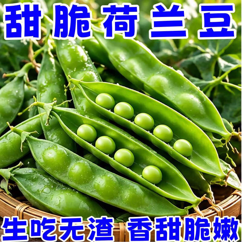 甜脆荷兰豆种子高产耐寒秋冬播