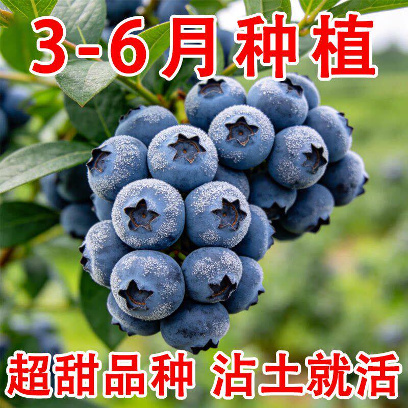 蓝莓种子易活四季种植盆栽地栽
