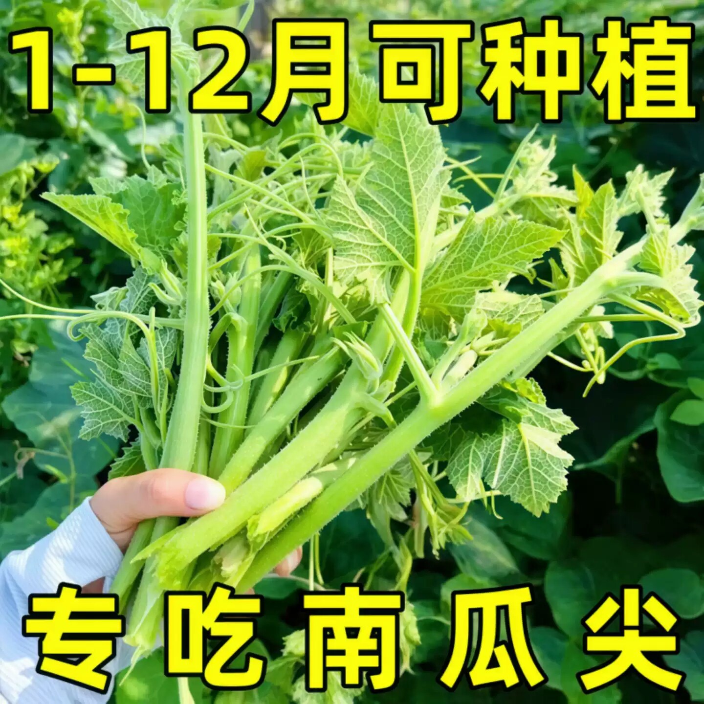 三天一茬专吃南瓜藤种子春秋播
