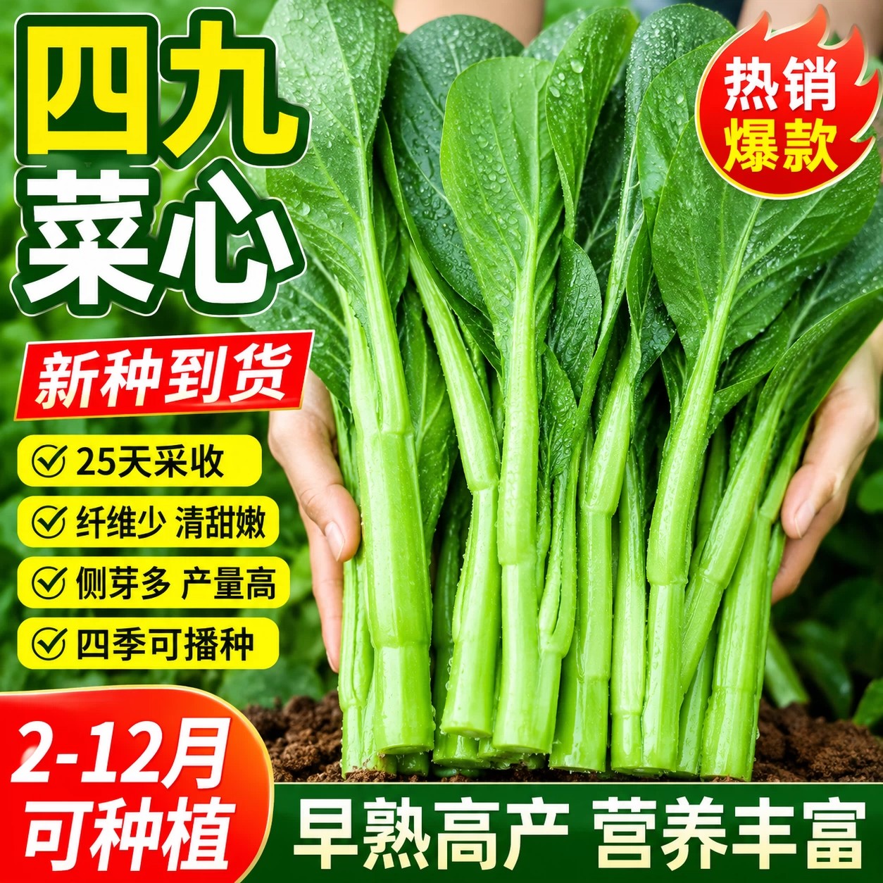 速生25天耐热甜脆菜心种子