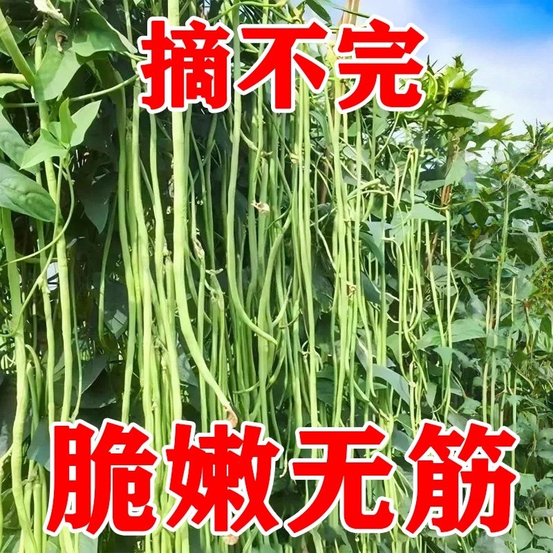 【农科院】摘不败豆角种子特长豇豆压塌架春夏秋四季阳台蔬菜种籽