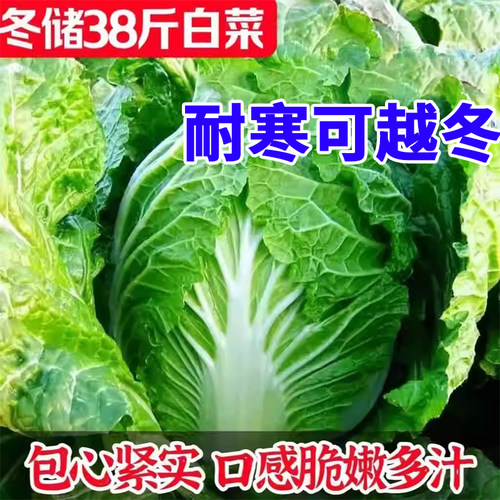 大白菜种子特大包心白菜种孑耐寒