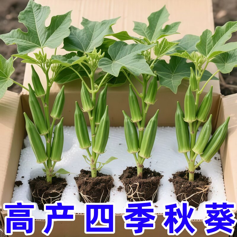 水果秋葵苗阳台盆栽四季播