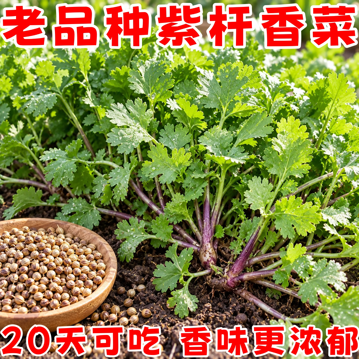 老品种紫根香菜种子四季耐热