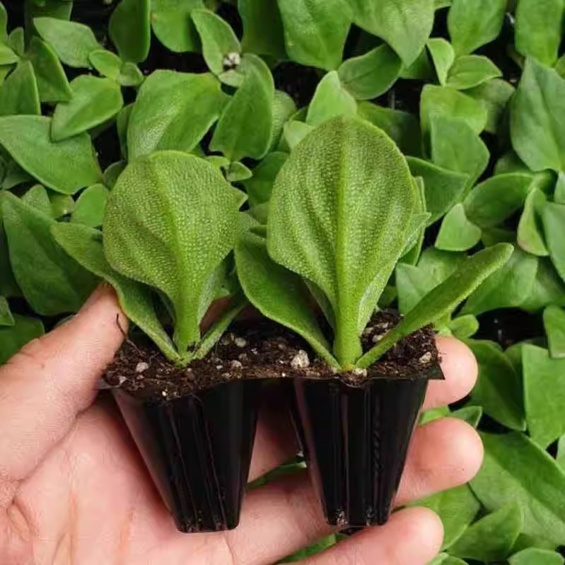 【卖爆瞭】水晶冰菜秧苗冰草苗种籽子带土球四季蔬菜盆栽阳台青菜