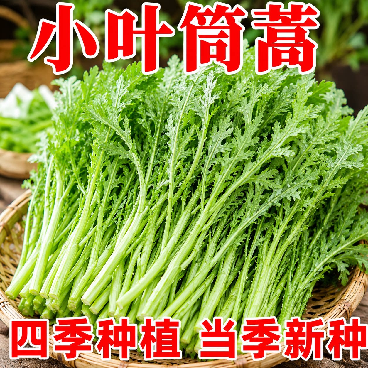 耐寒耐热小叶茼蒿皇帝菜种子