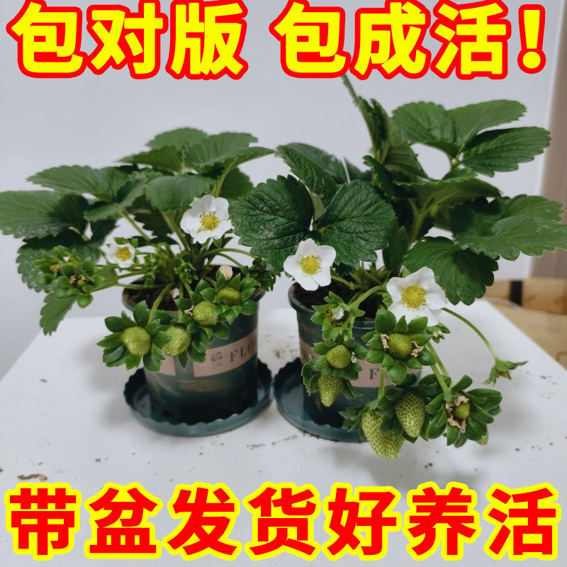 四季草莓秧苗盆栽带花带果