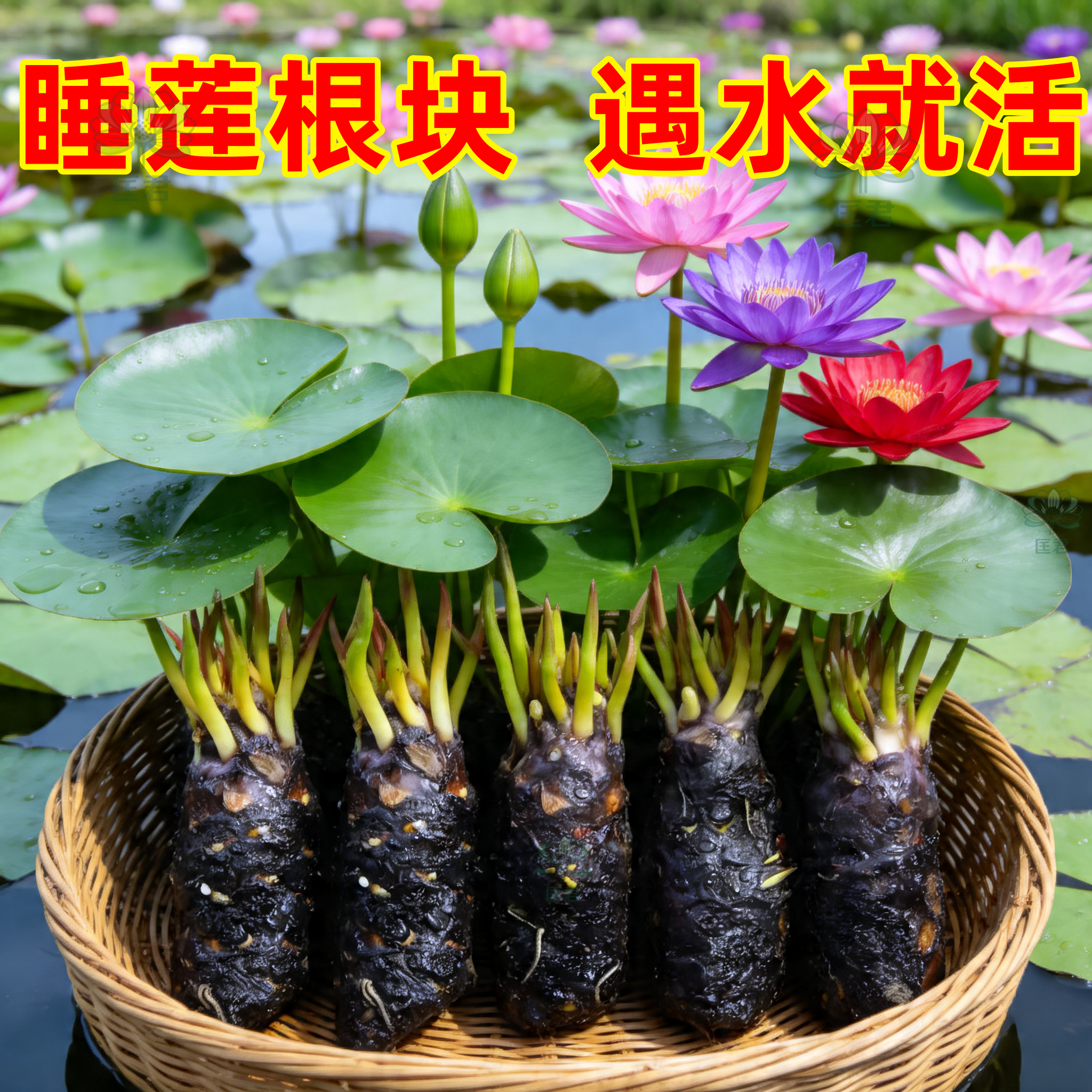 重瓣荷花种藕盆栽浓香四季开