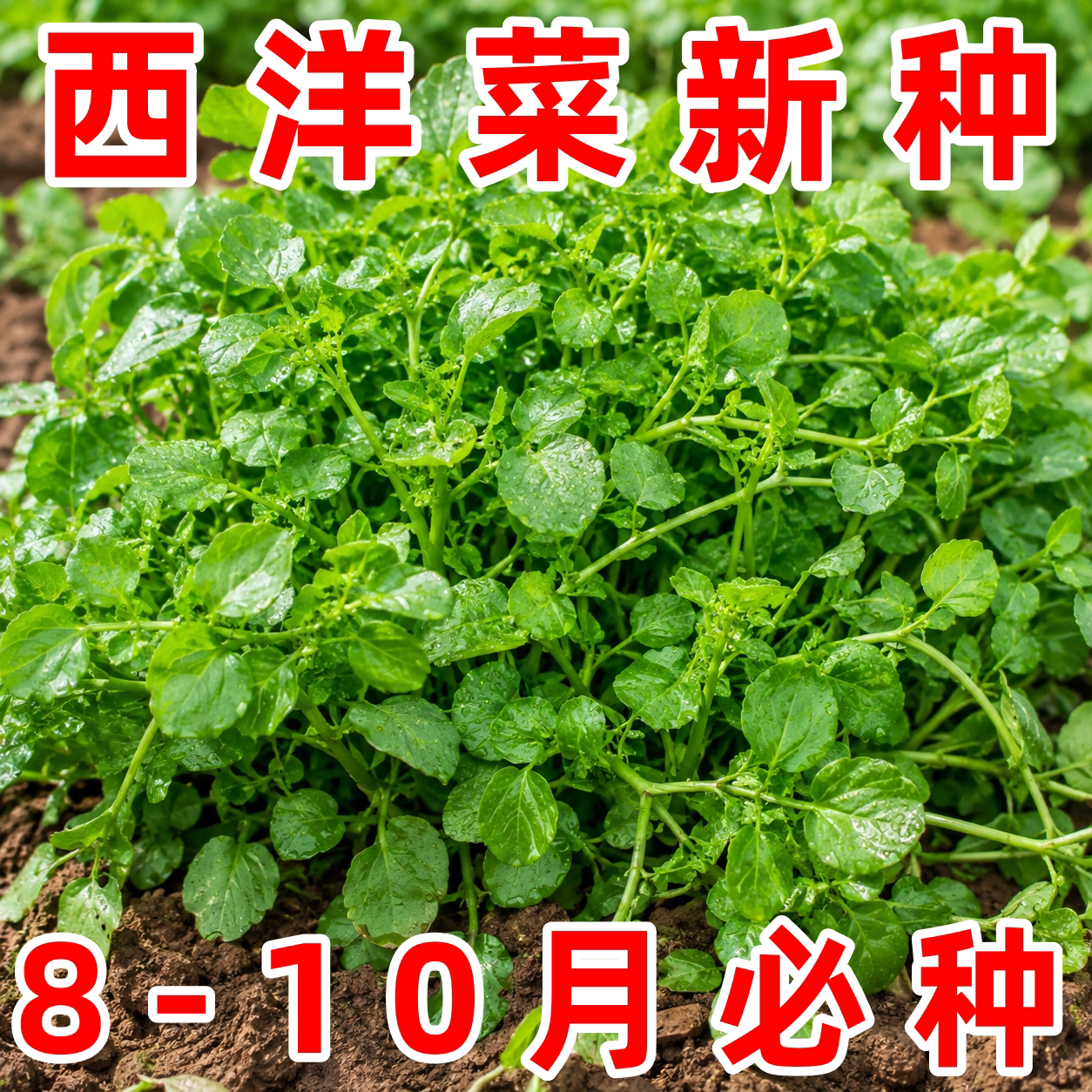 西洋菜豆瓣菜四季播种种子