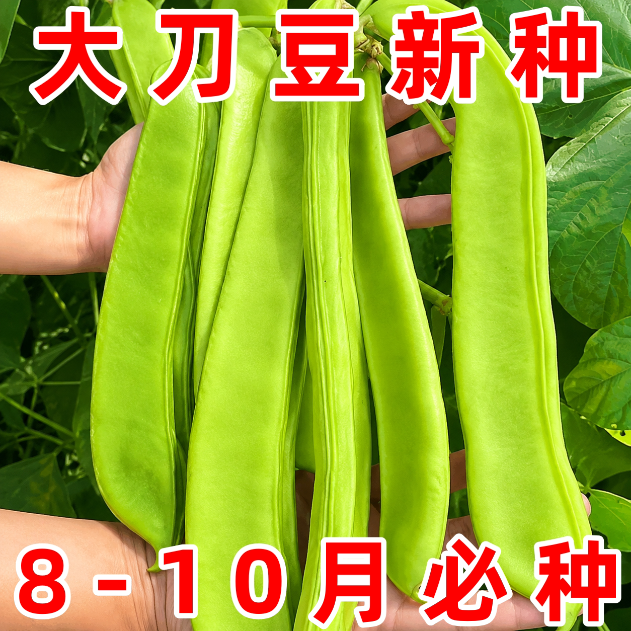 四季爬藤大刀豆种子巨型豆角
