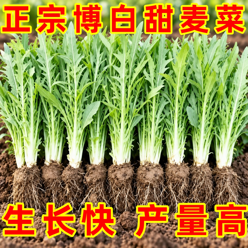 正宗广西博白甜脆麦菜秧苗包邮