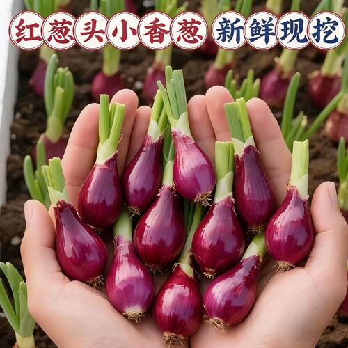 四川正宗四季新鲜小香葱带根盆栽