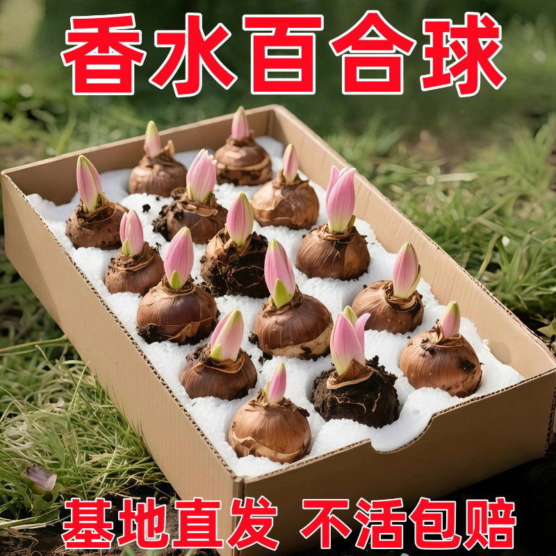 进口香水百合种球带牙耐寒当年