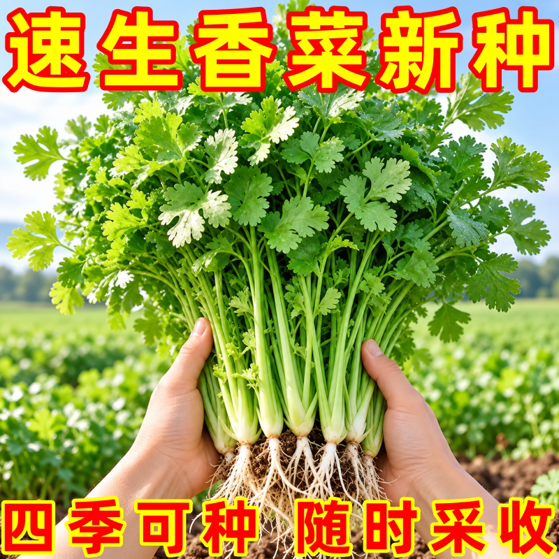 四季耐热香菜种子老品种芫荽