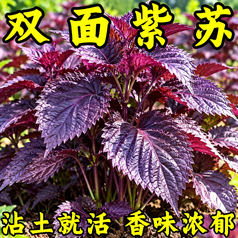 紫苏种子四季可食大叶盆栽
