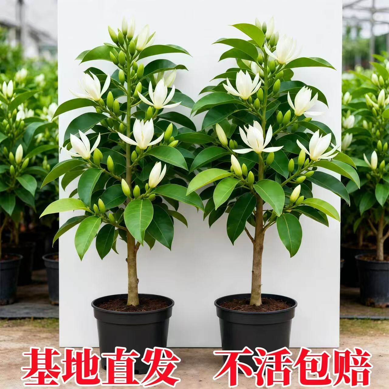 白兰花盆栽室外耐热浓香好养