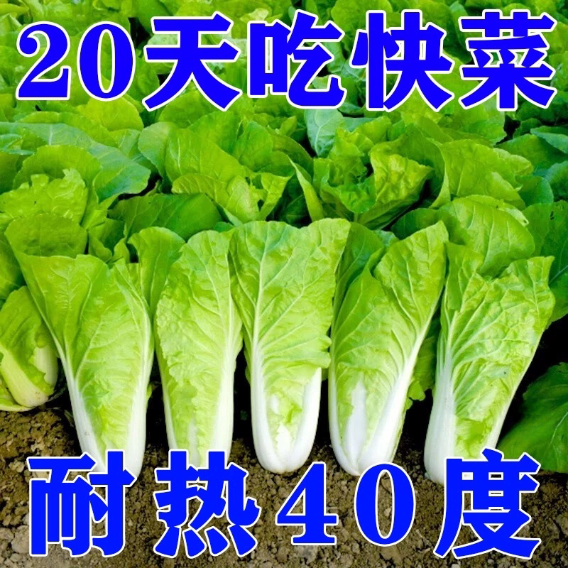 四季速生耐热耐寒白菜种子