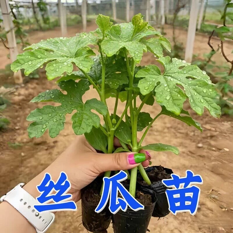 丝瓜盆栽秧苗多丝高产四季瓜