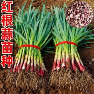 蒜苗种子大蒜种籽多季宽叶蒜红根红紫皮本地种植蔬菜种子盆栽阳台