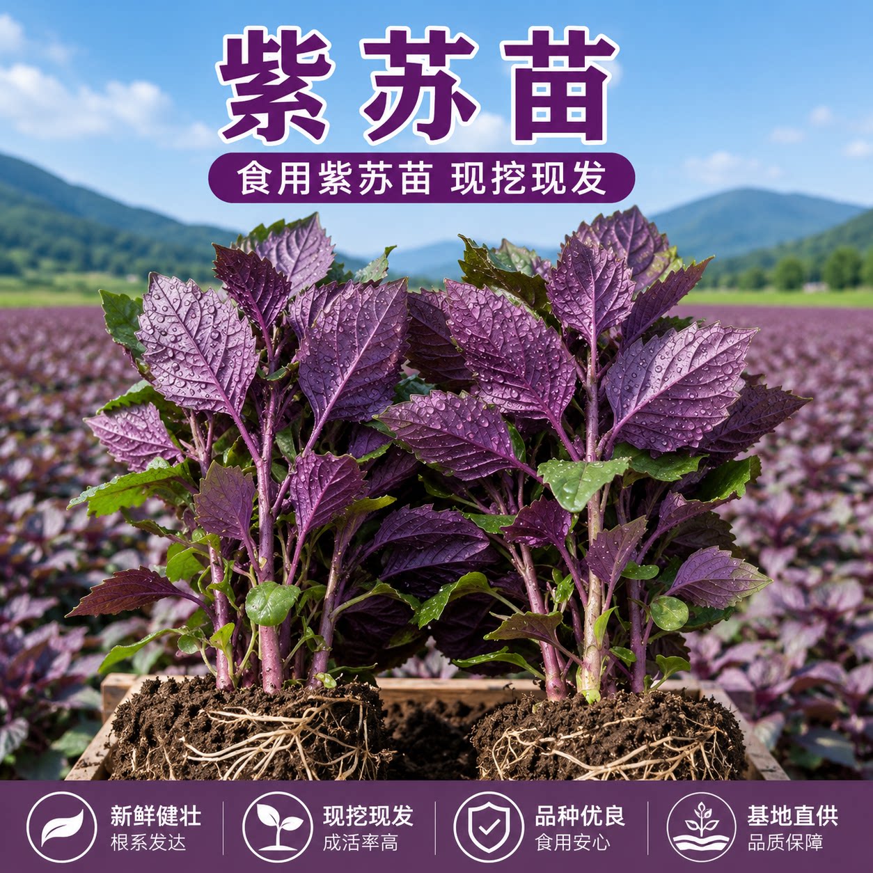 正宗新鲜可食用紫苏叶鸡冠辣椒