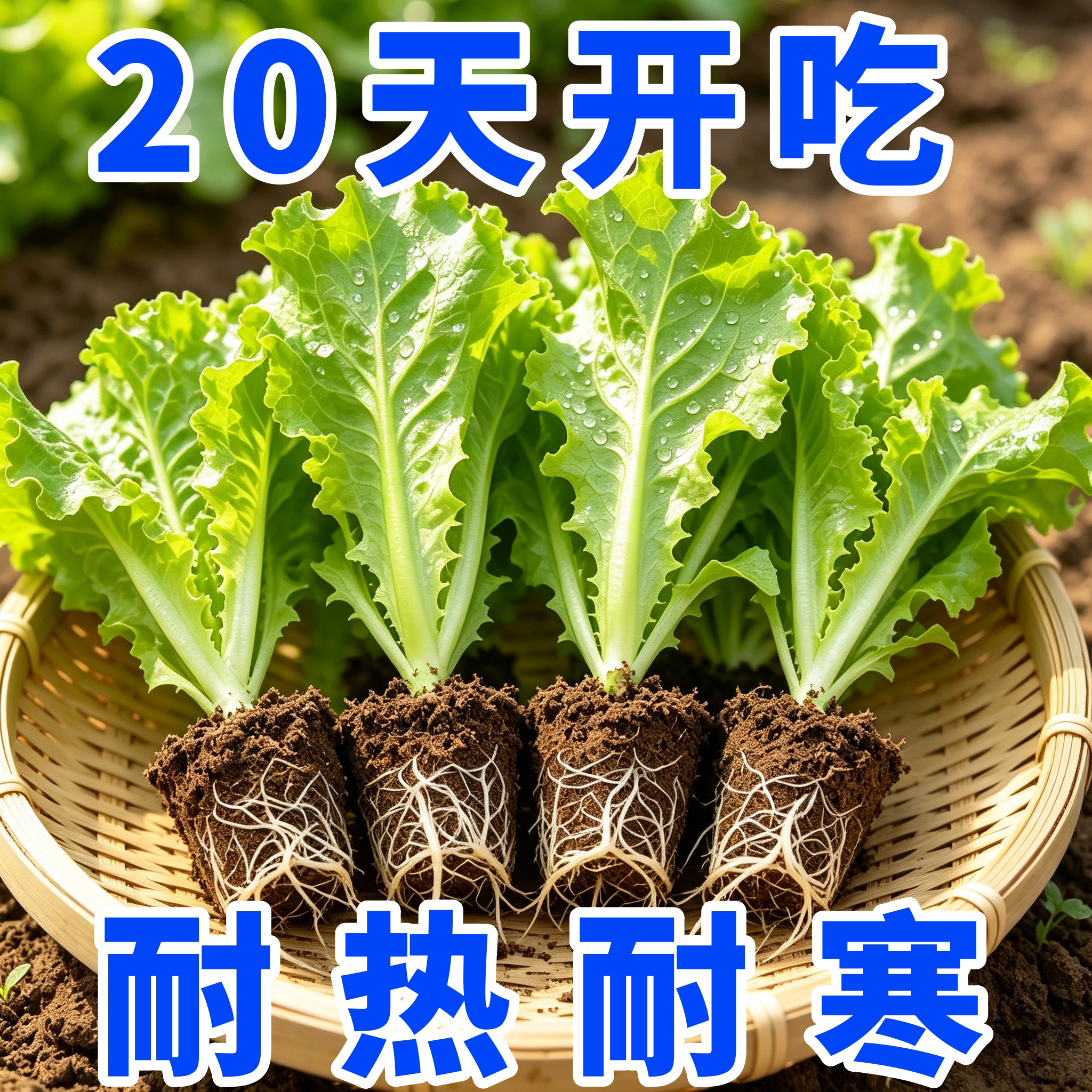 意大利生菜秧苗四季耐热耐寒