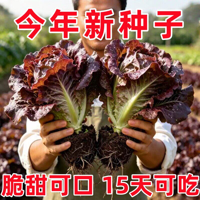 汉堡奶油咖啡菜四季播种子