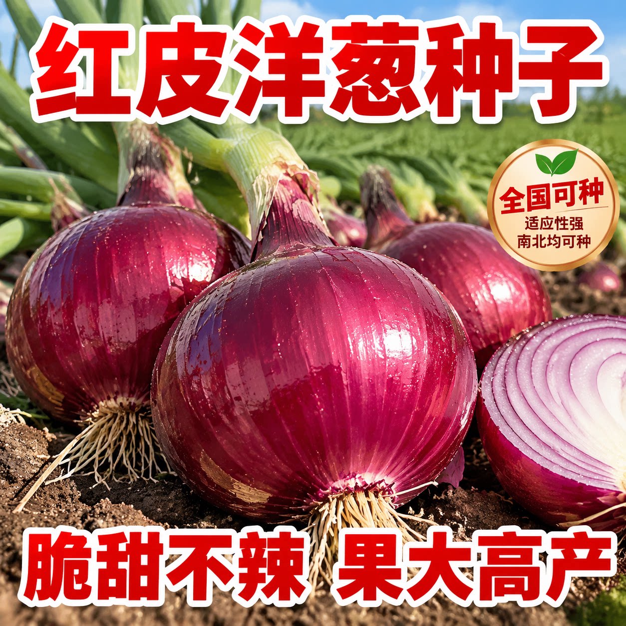 水果洋葱种子超甜高产四季易种