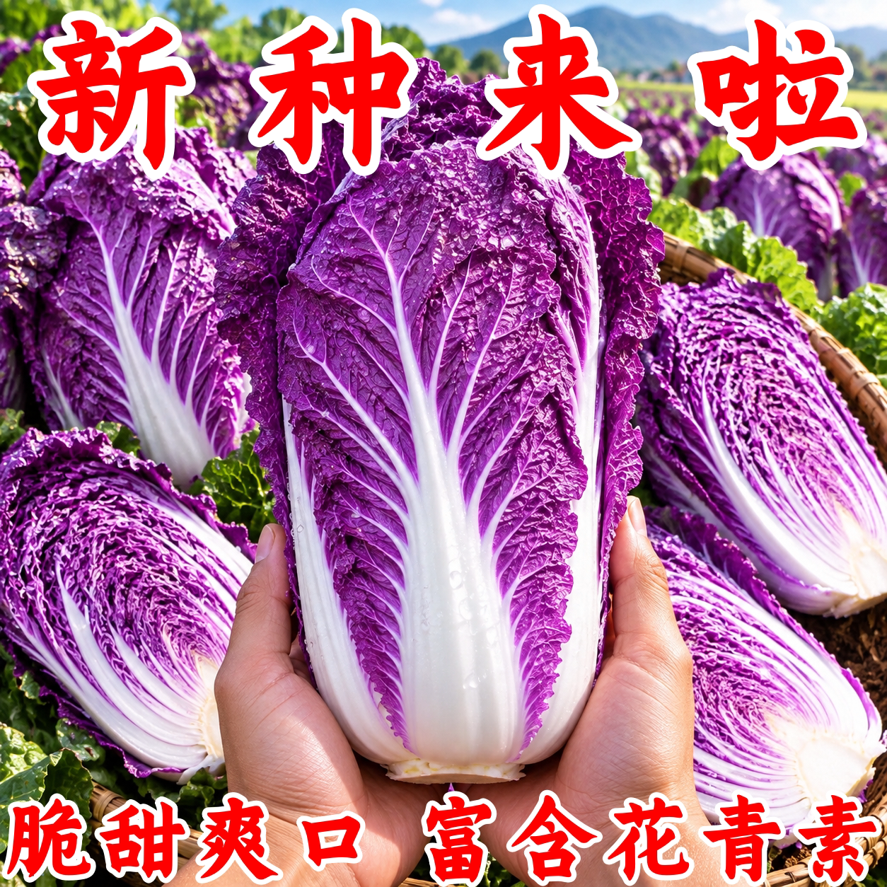 稀有紫白菜种子秋季播娃娃白菜