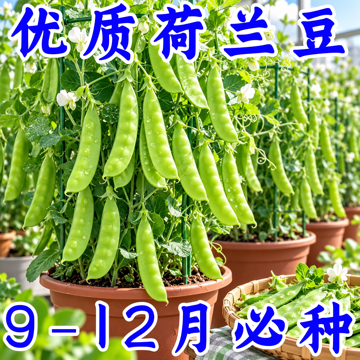 双花荷兰豆种子甜脆高产春秋播