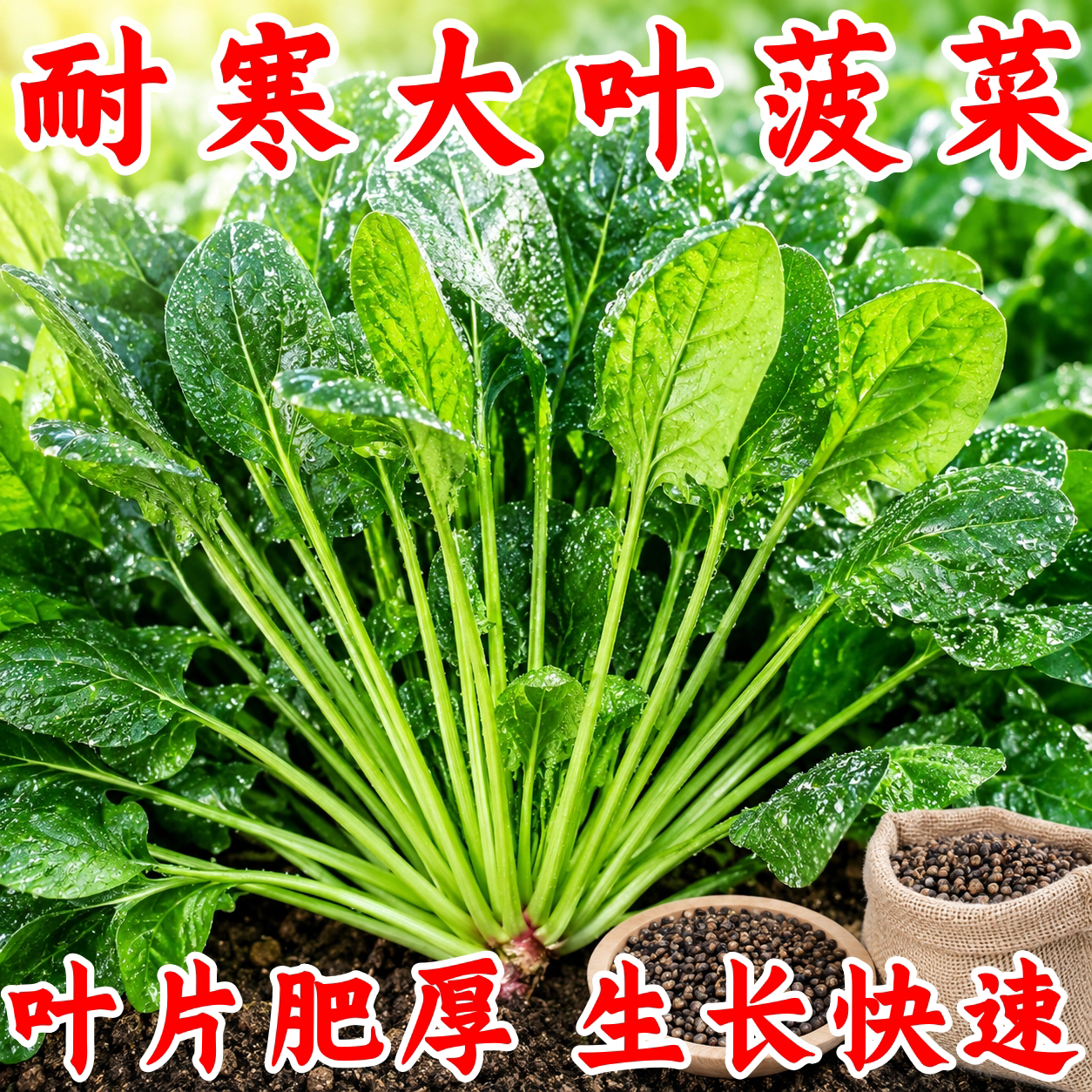 红根大叶菠菜种子耐寒耐热易种