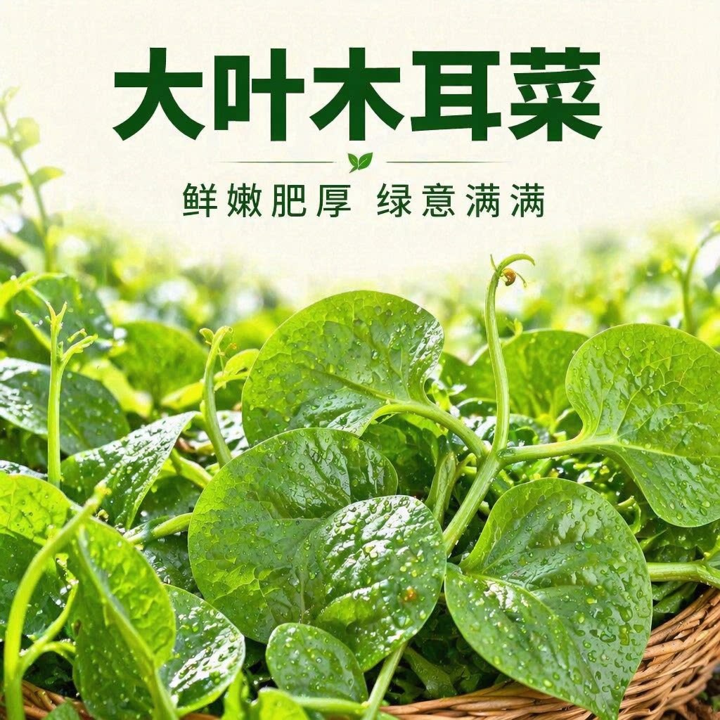 新鲜农家自种大叶木耳菜爬藤