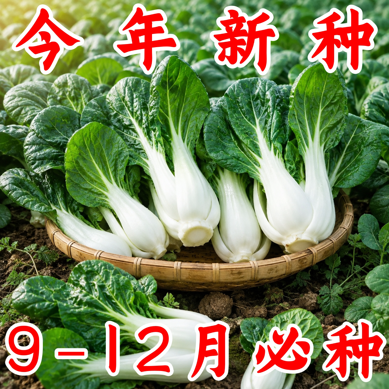 黑油奶白菜种子耐热耐寒