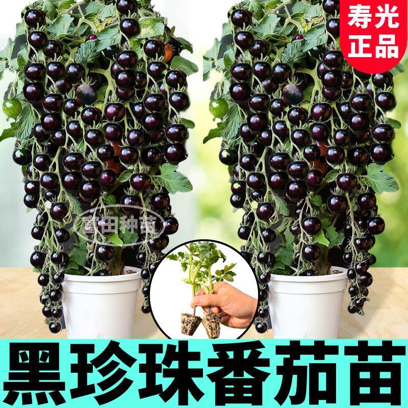 山东寿光黑珍珠番茄秧苗超甜金玲珑普罗旺斯红千禧白妃圣女果种子