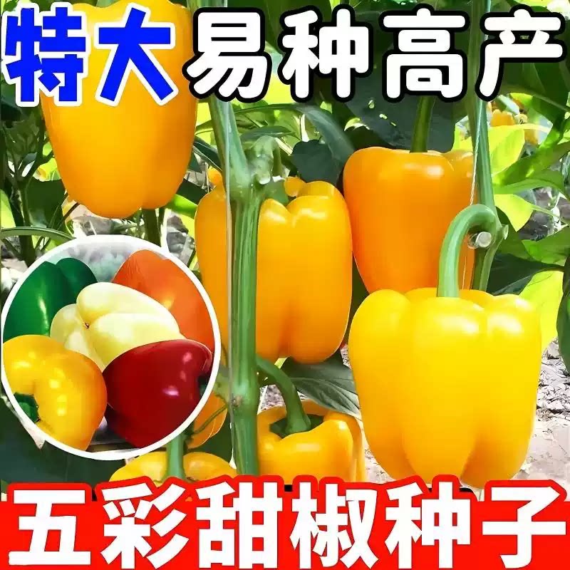 五彩甜椒种子大果高产不辣盆栽