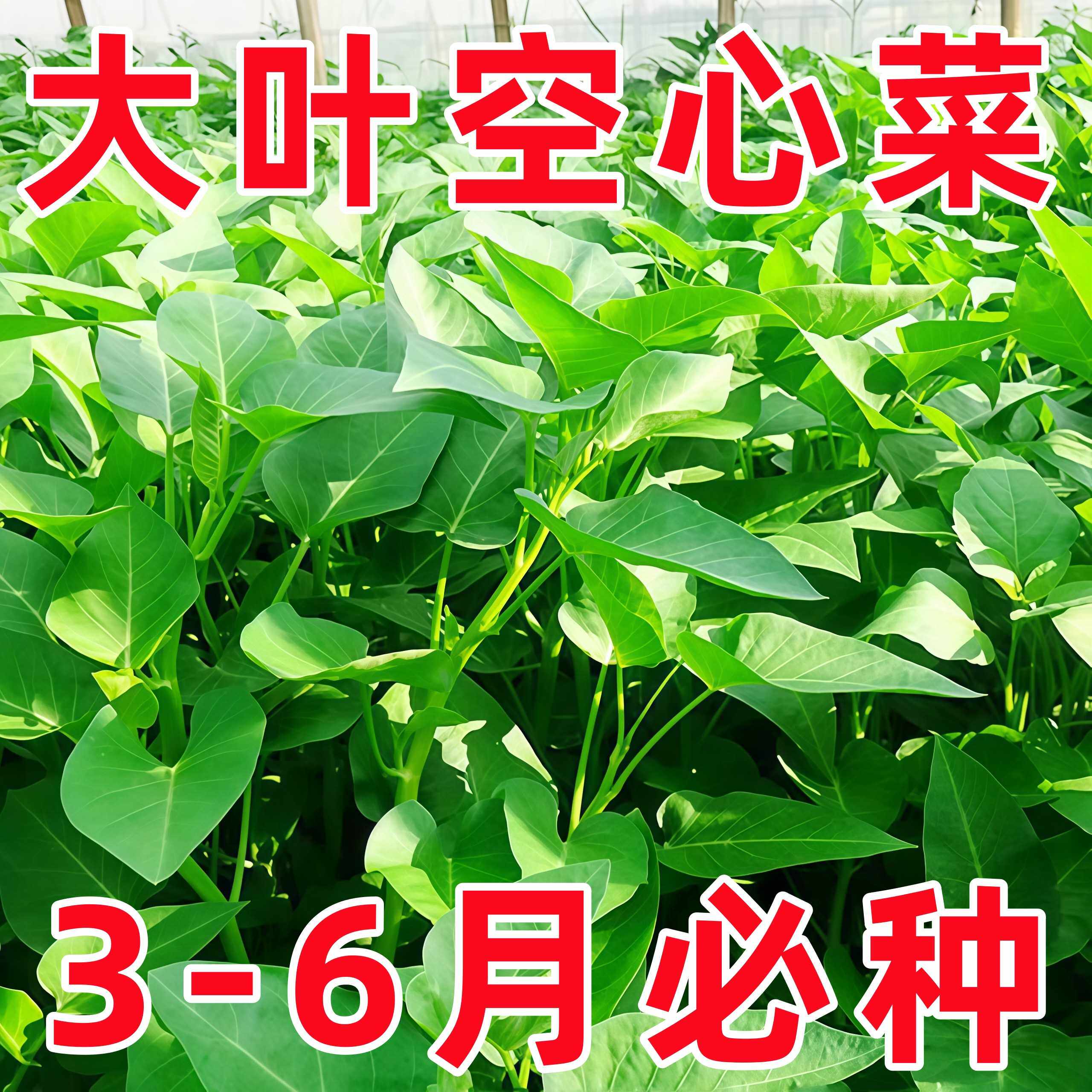 四季耐热大叶空心菜种子