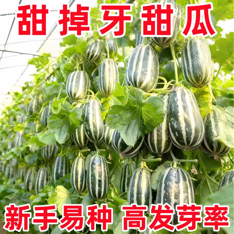 冰糖子羊角蜜种子高产四季播