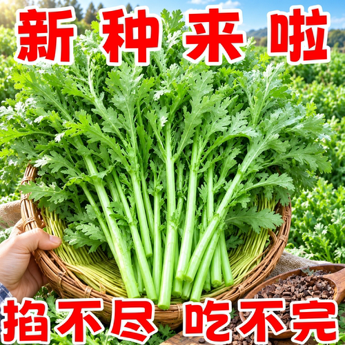四季阳台盆栽茼蒿种子