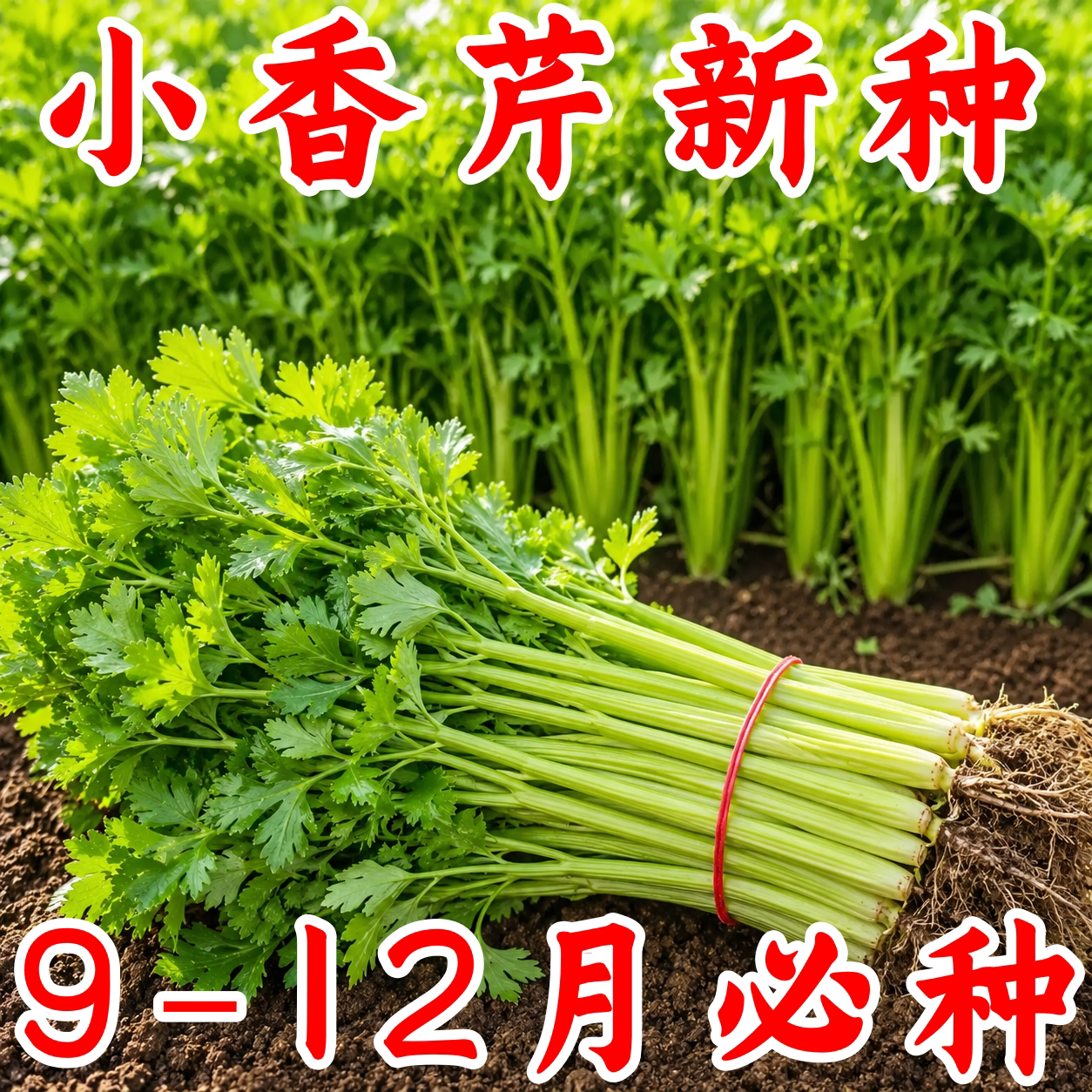 四季耐寒小香芹种子农家院落可种