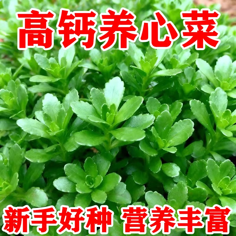 高钙养心菜种子四季阳台高产盆栽