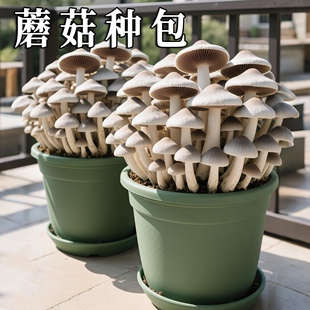 灰平菇蘑菇种植包可食用菌包家庭栽培种蘑菇阳台香菇菌棒袋装盆栽