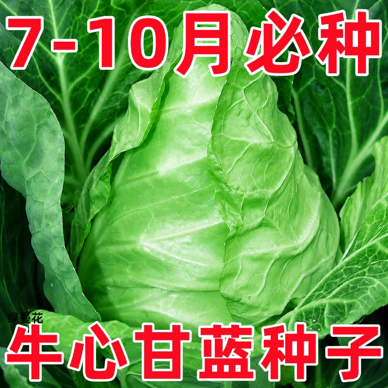 牛心甘蓝包菜莲花白卷心菜尖头包心菜耐寒春秋四季蔬菜牛心菜