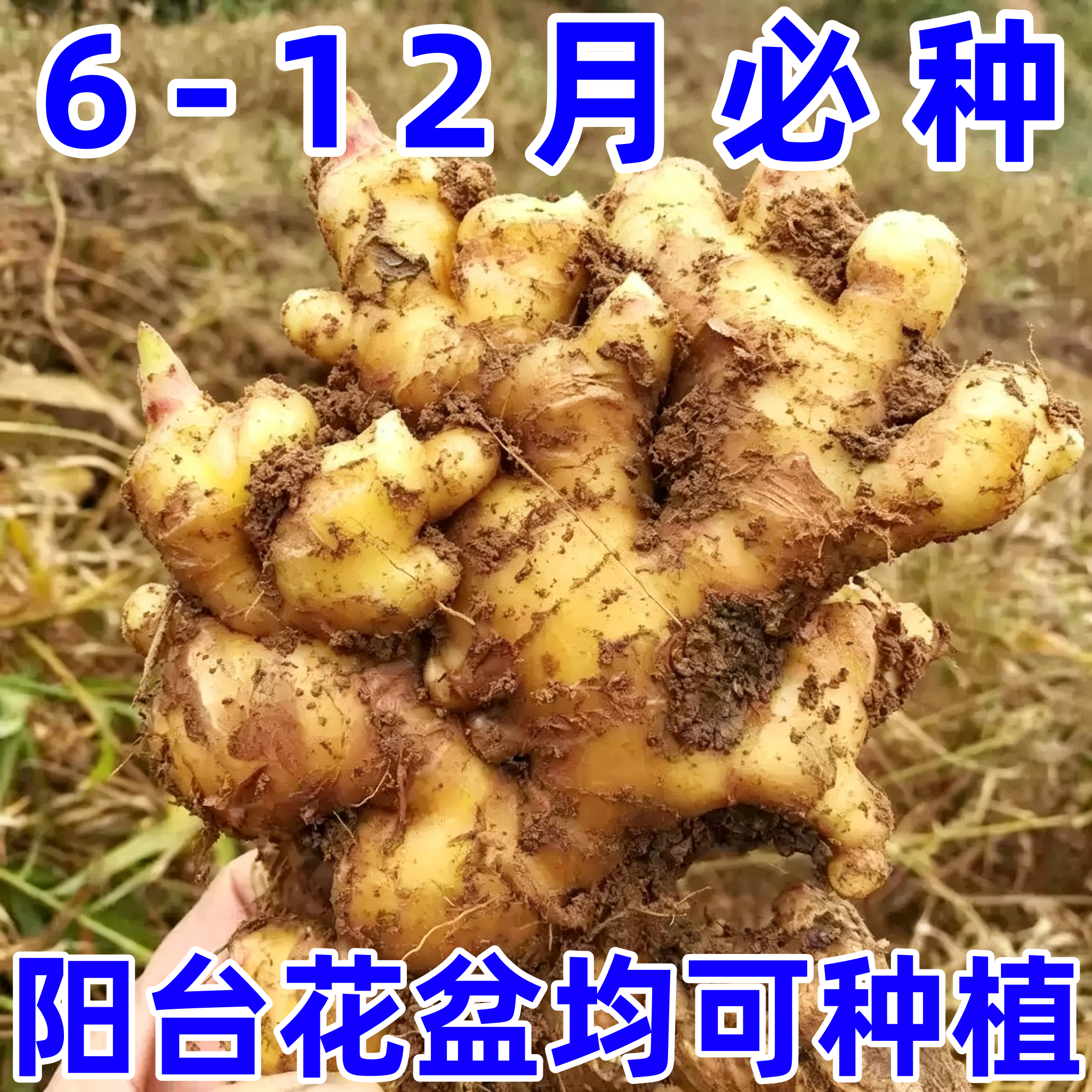 云南小黄姜老姜芽高产种苗