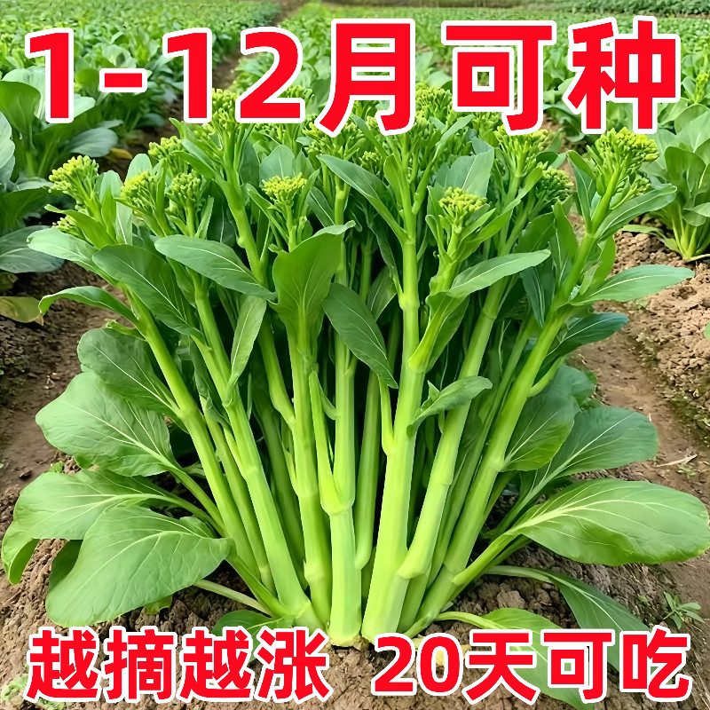 奶油白菜苔菜心种子四季速生耐寒